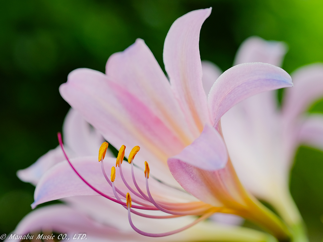 夏水仙 X-E2 XF60mm