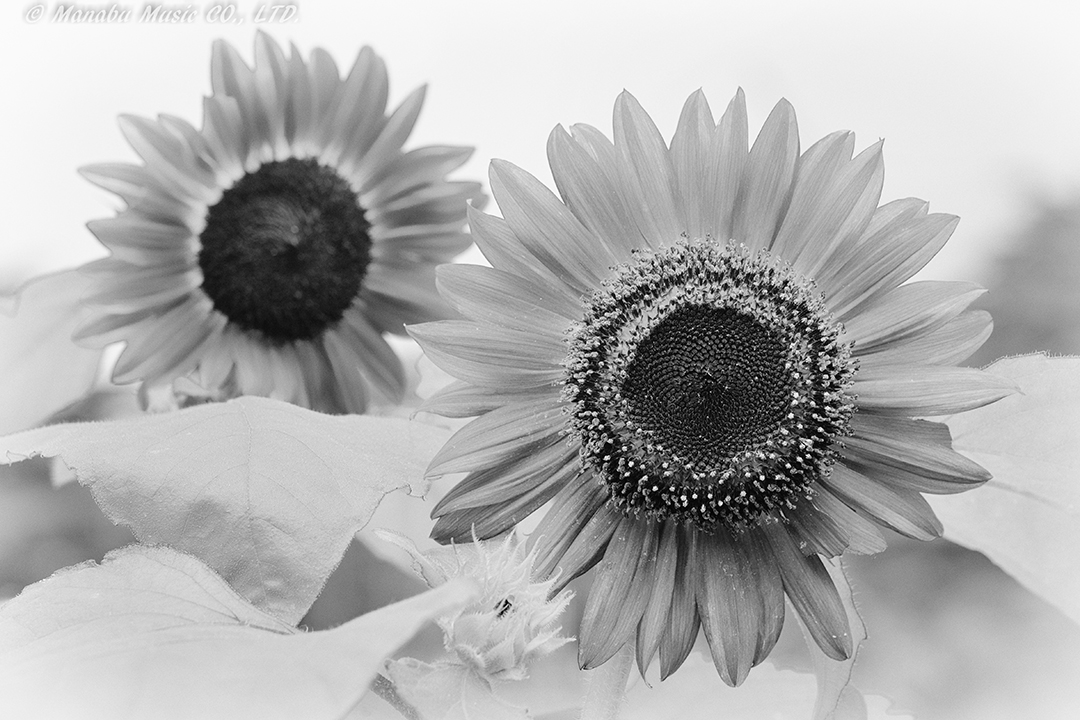 向日葵 X-E2 XF60mm