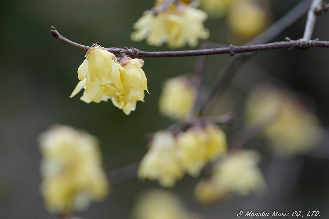 蝋梅  X-E2 XF100-400ｍｍ