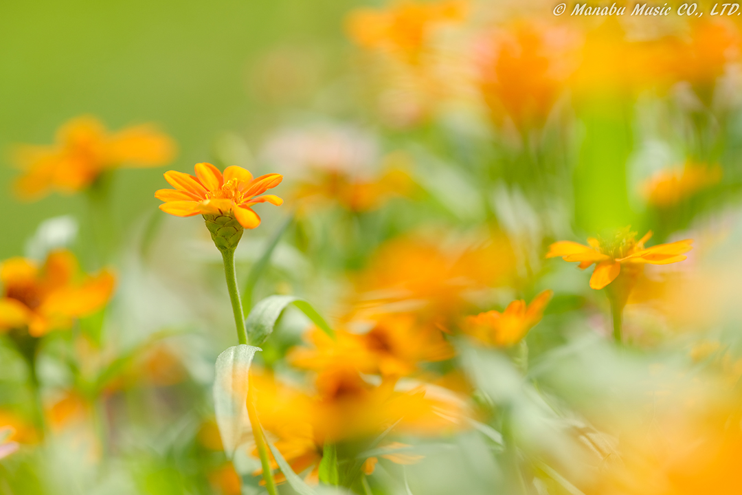 X-T2 XF90mm