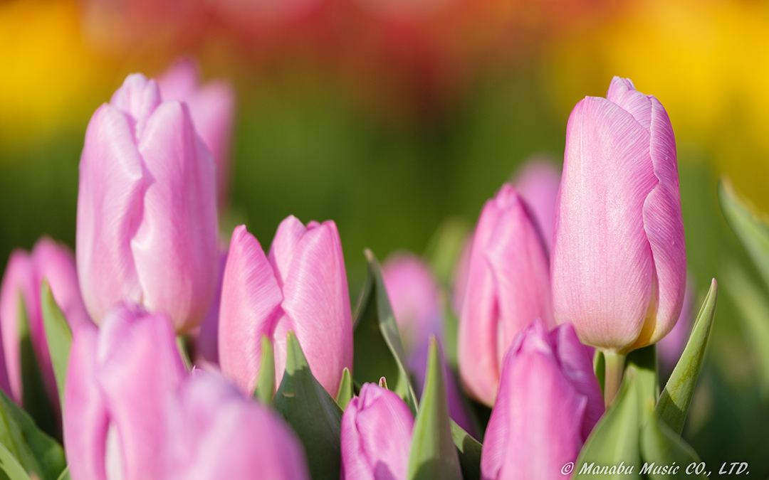 木曽三川公園にて X-T2 XF50-140mm