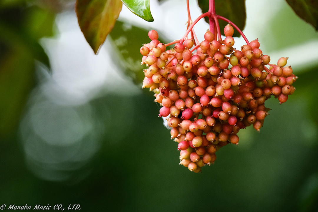 X-T2 XF100-400mm