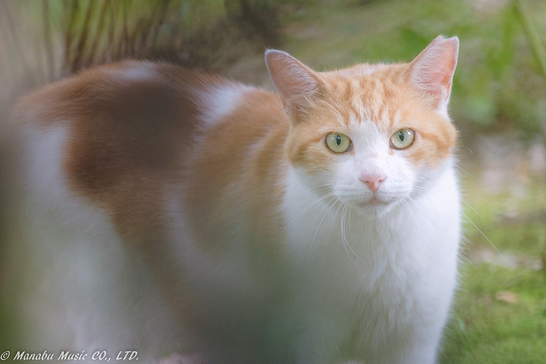 公園をさまよう猫 X-E2 XF100-400mm