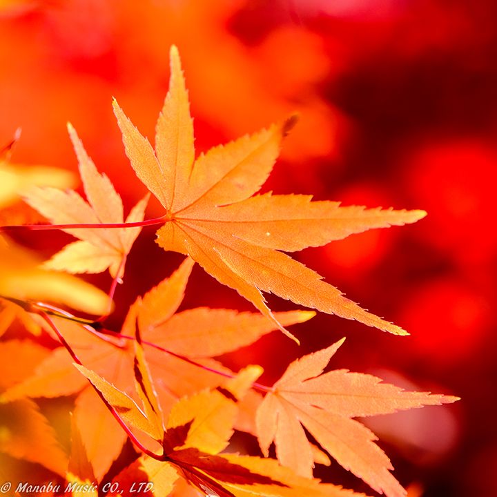 X-T2 XF100-400mm