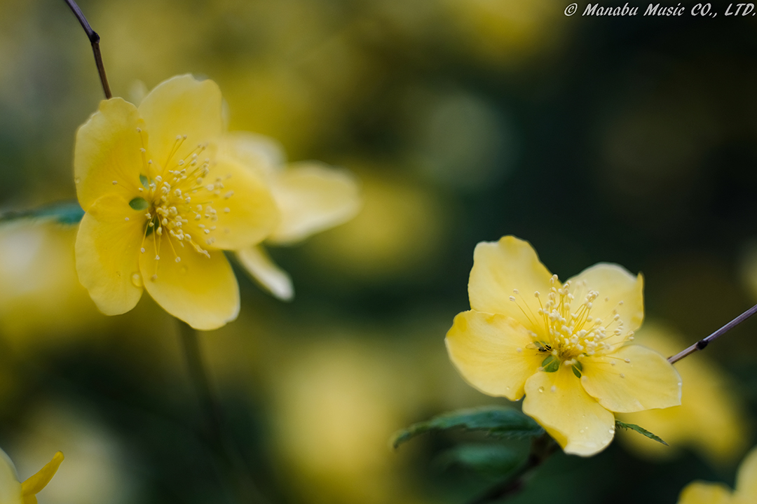 X-T2 Industar 50mm F2.8