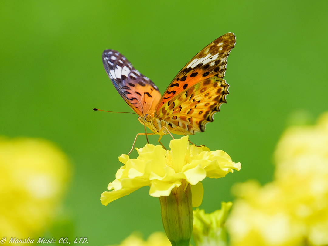 甘い汁を吸う X-E2 XF100-400mm