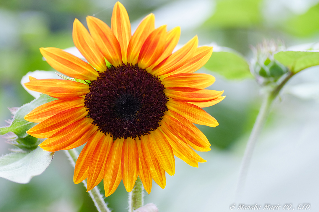 Sunflower X-E2 Tamron 90mm F2.8