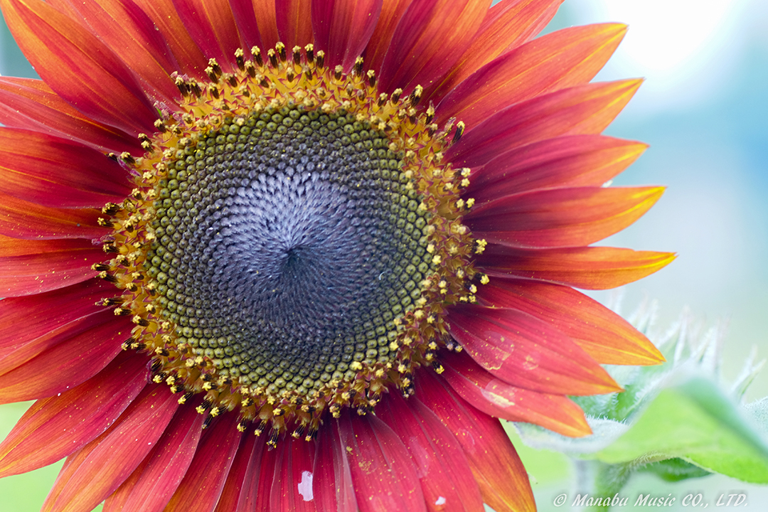 Sunflower X-E2 Tamron 90mm F2.8