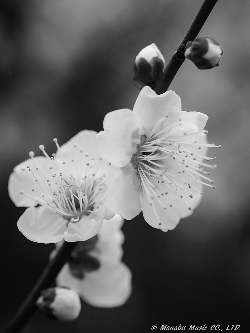 X-T2 XF60mm