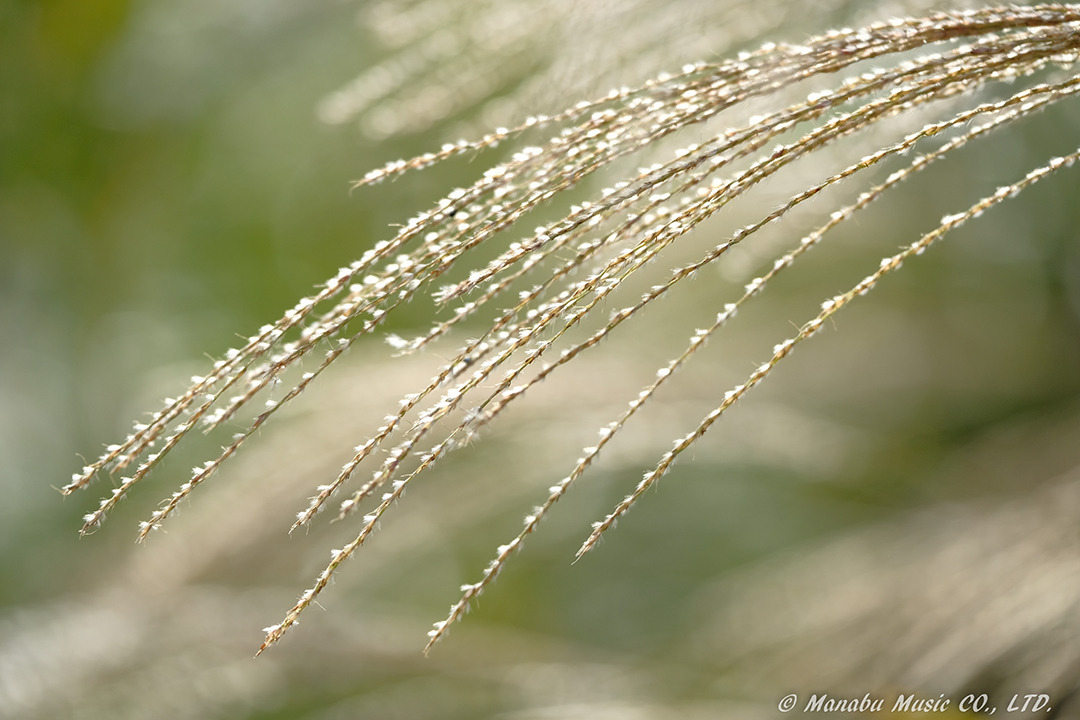 X-T2 XF50-140mm
