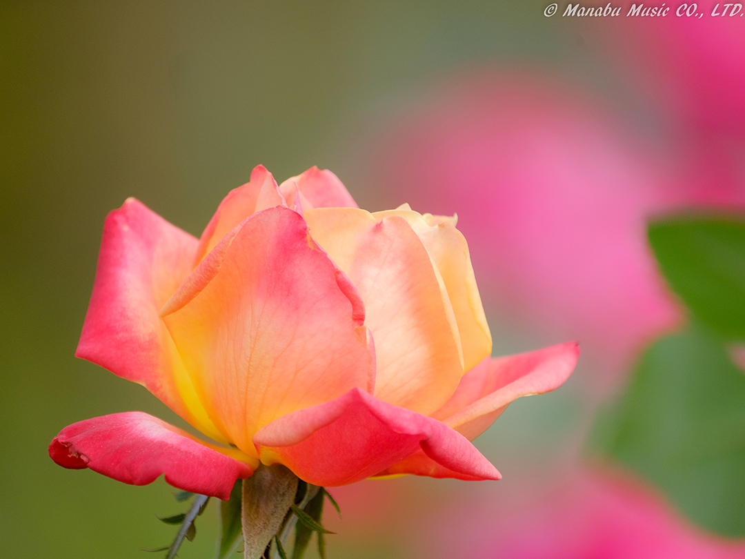 X-T2 XF100-400mm