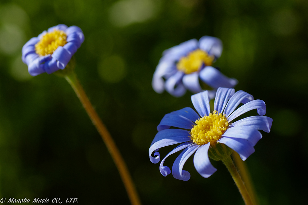 小さな花  X-E2 Tamron 90mm F2.8