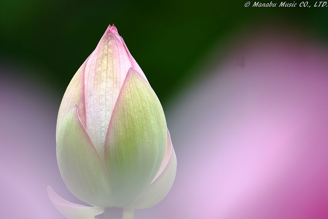 蓮の池 X-E2 XF100-400mm