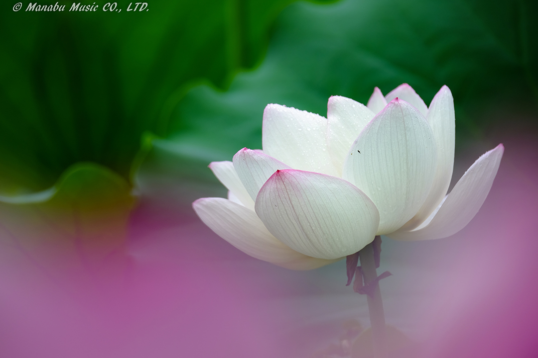 蓮の池 X-E2 XF100-400mm