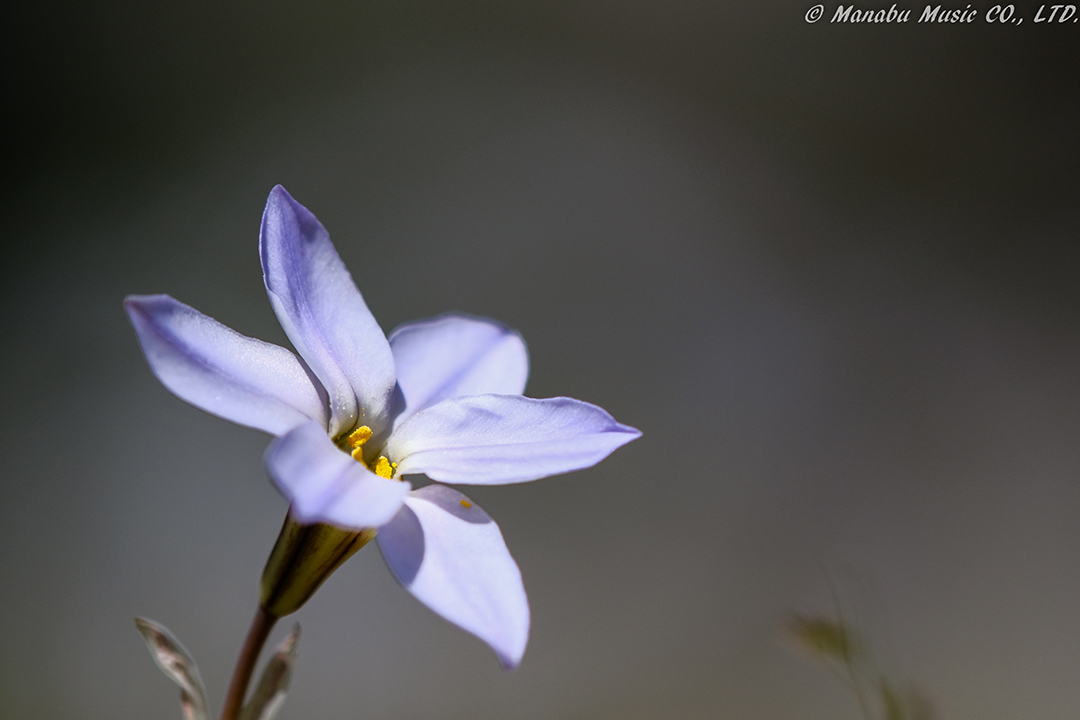 X-T2 Tamron 180mm F3.5
