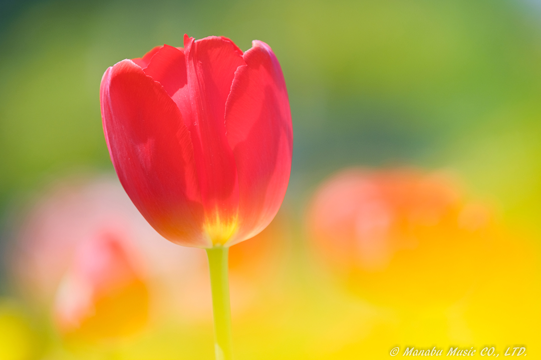 X-T2 Tamron 180mm F3.5