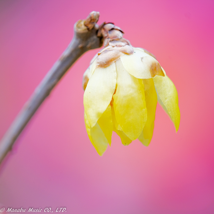 X-T2 Tamron 180mm F3.5