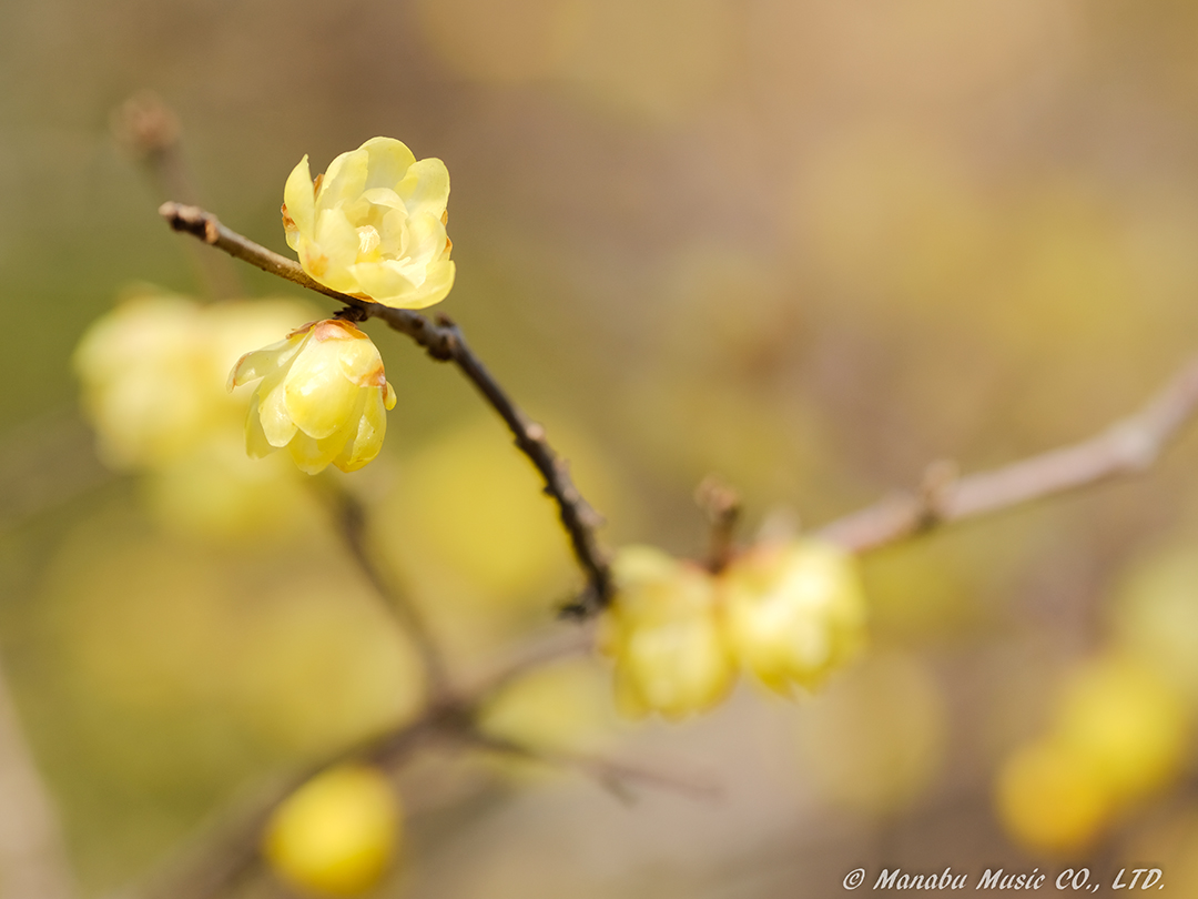 X-T2 XF90mm