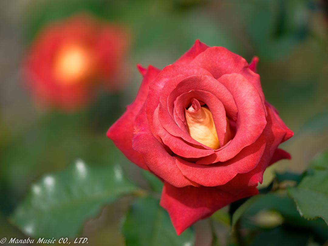 X-T2 XF50-140mm