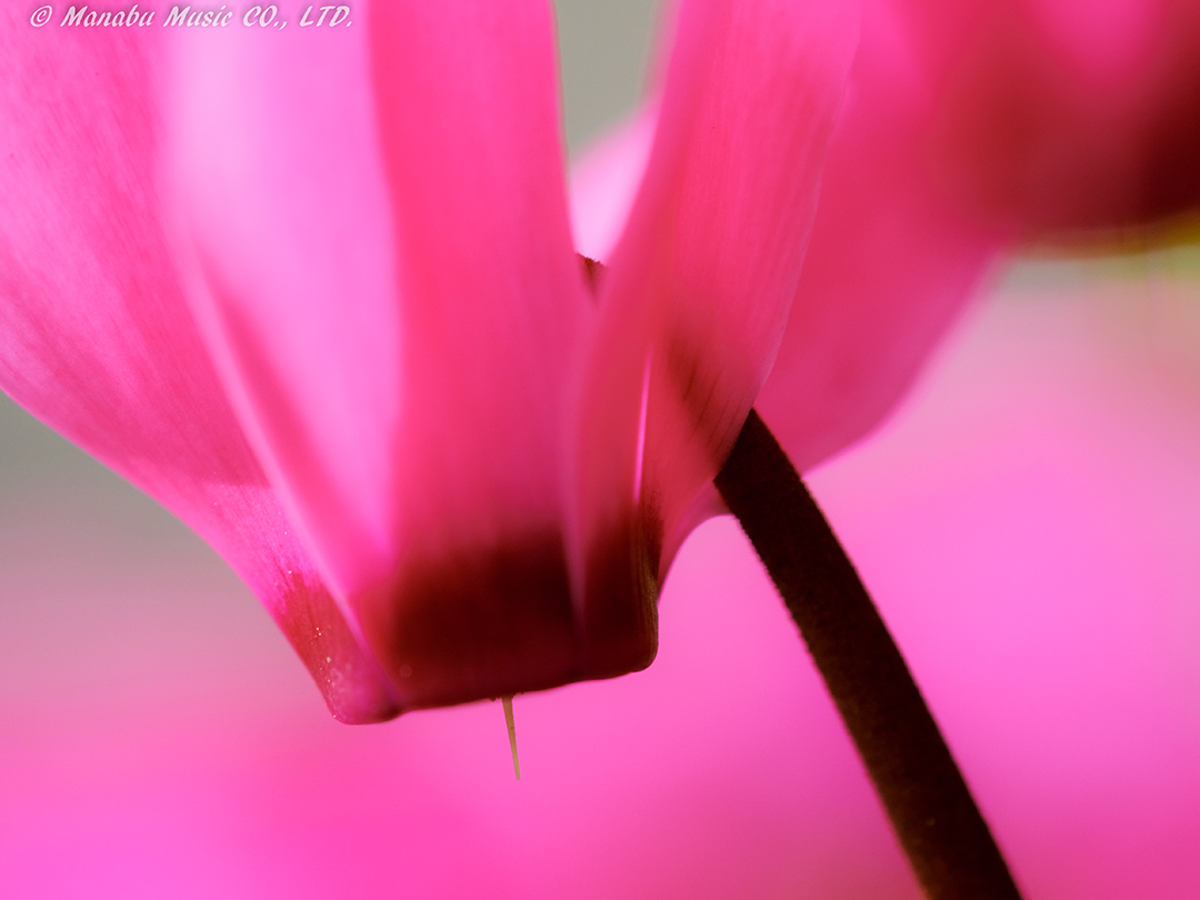 X-T2 Tamron 180mm F3.5