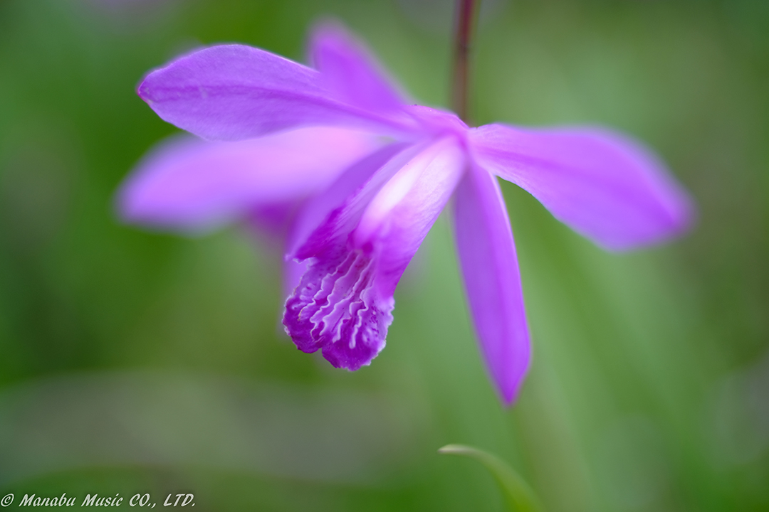X-T2 Carl Zeiss Jena Flektogon 35mm F2.4