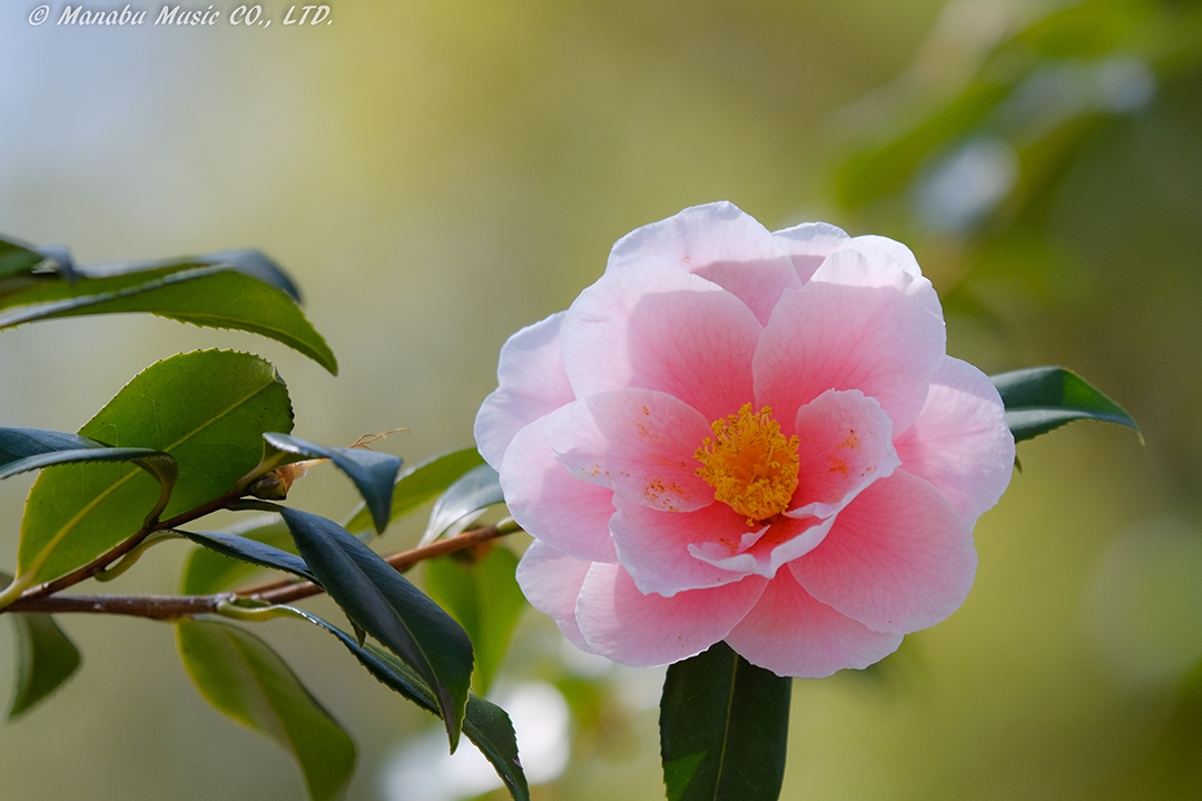 X-T2 Tamron 180mm F3.5