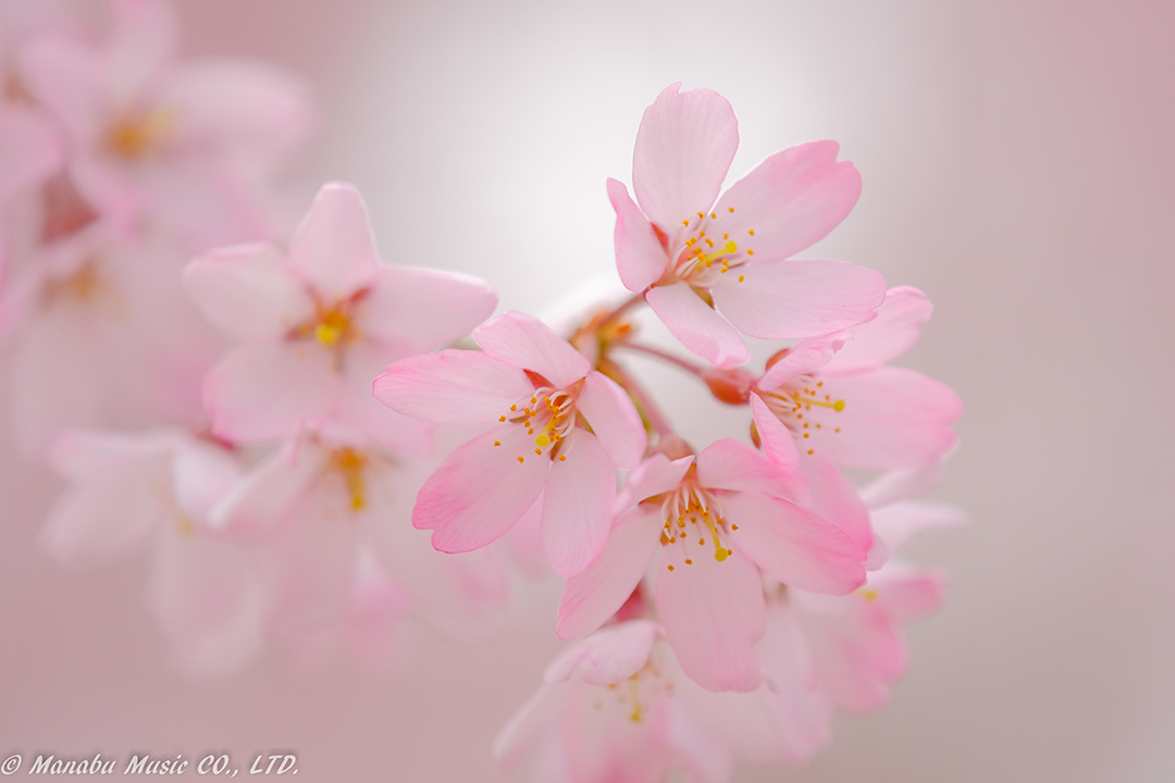 X-T2 Tamron 180mm F3.5