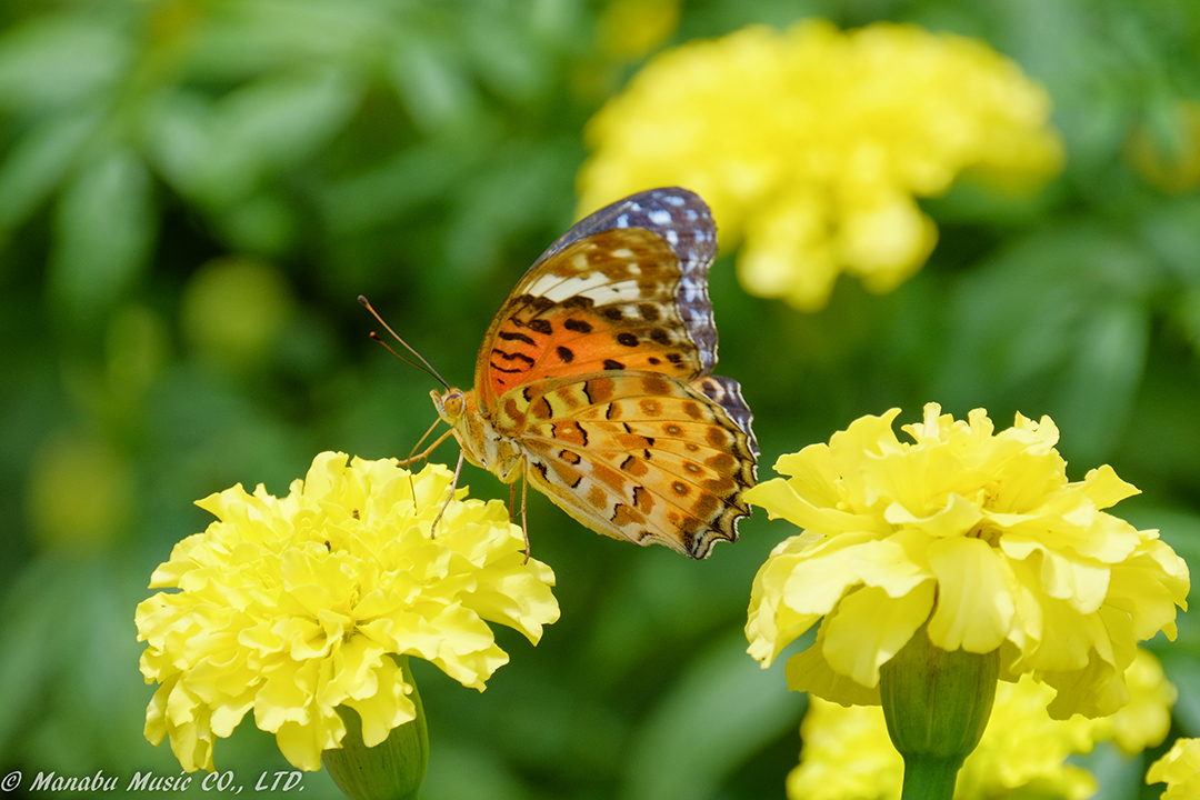 Butterfly X-E2 XF100-400mm