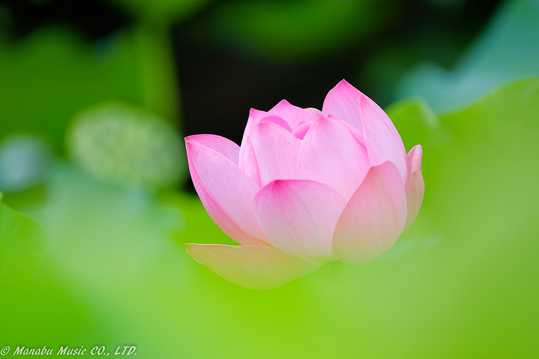 蓮 X-E2 XF100-400mm
