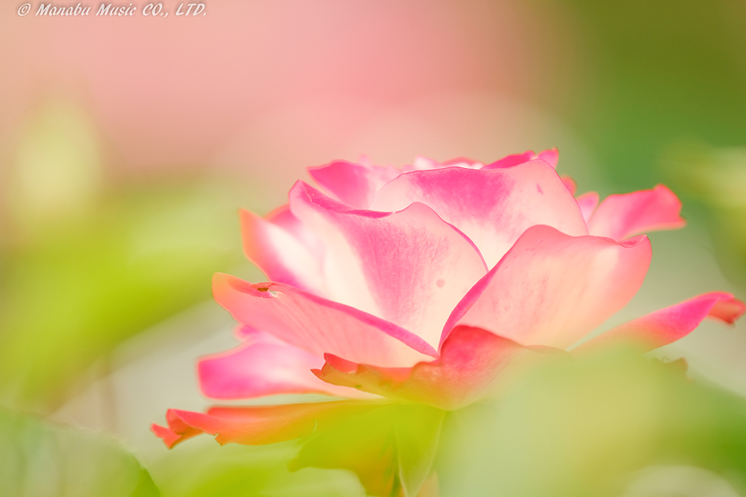 X-T2 Tamron 180mm F3.5
