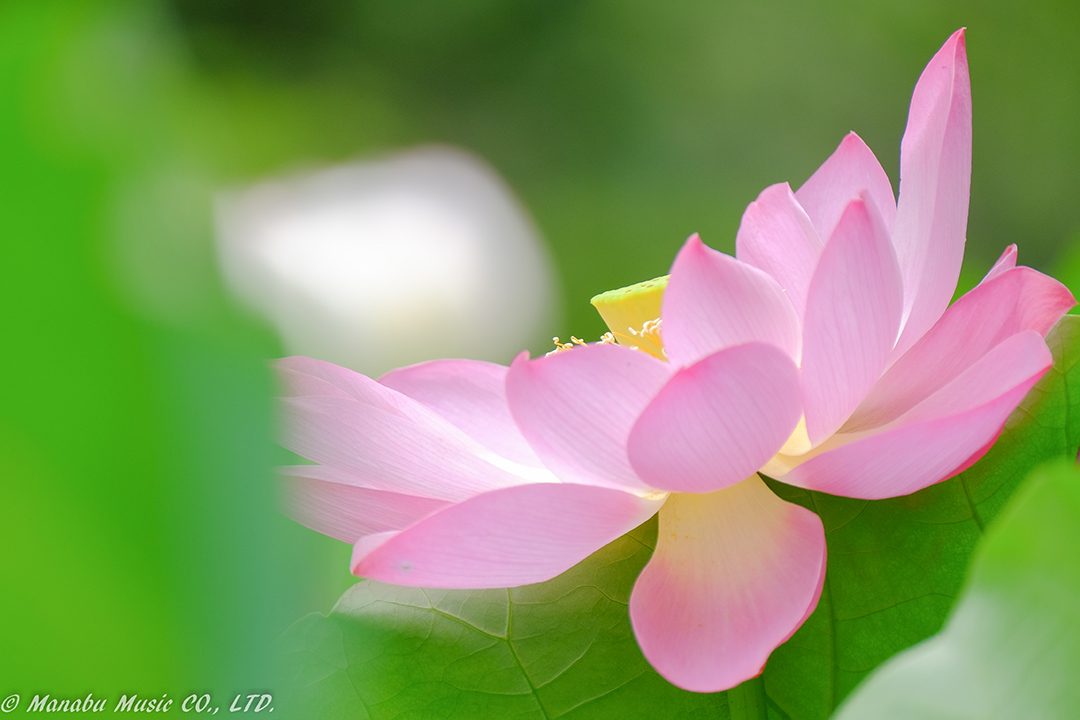 蓮の池 X-E2 XF100-400mm
