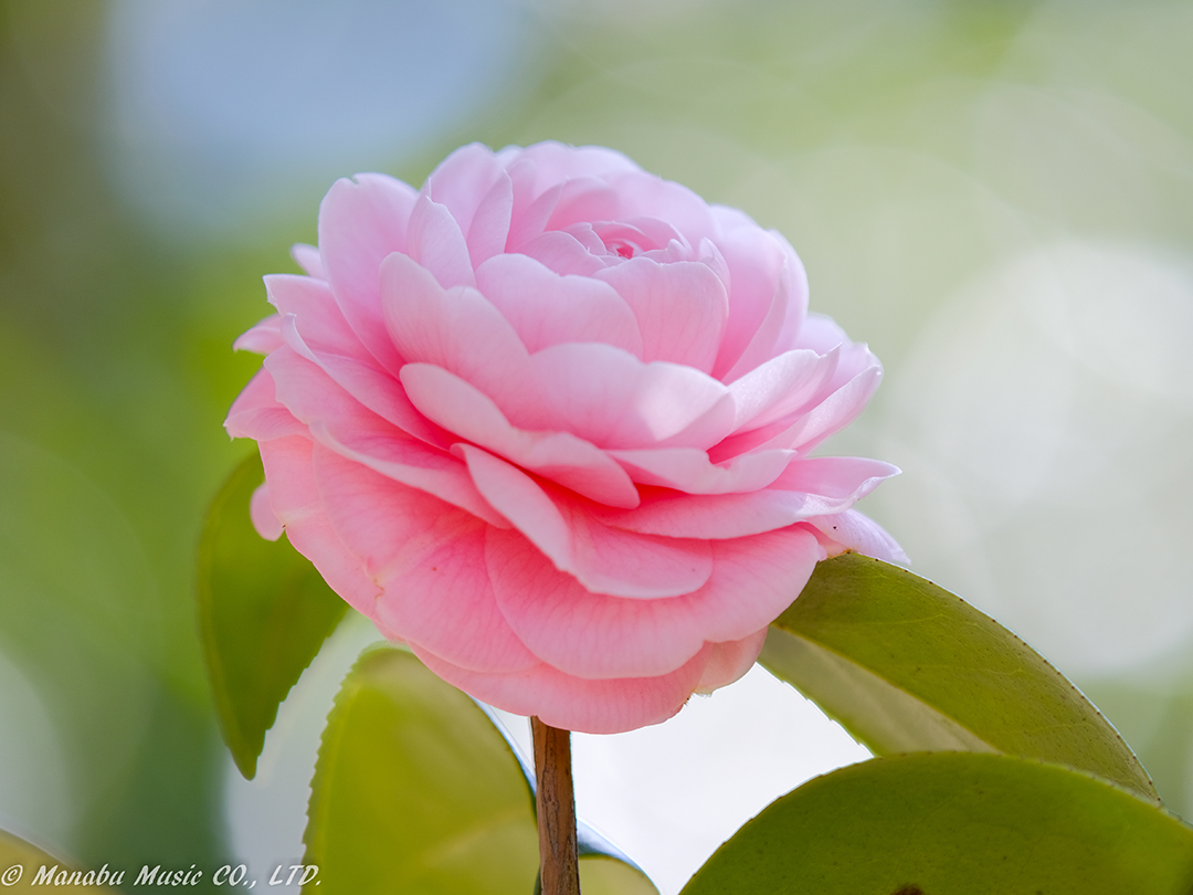 乙女椿 X-T2 Tamron 180mm F3.5