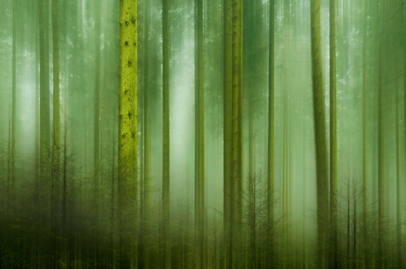 <span style="color:#666666!important;"> Mystic forest  -  © -  2014 </span>