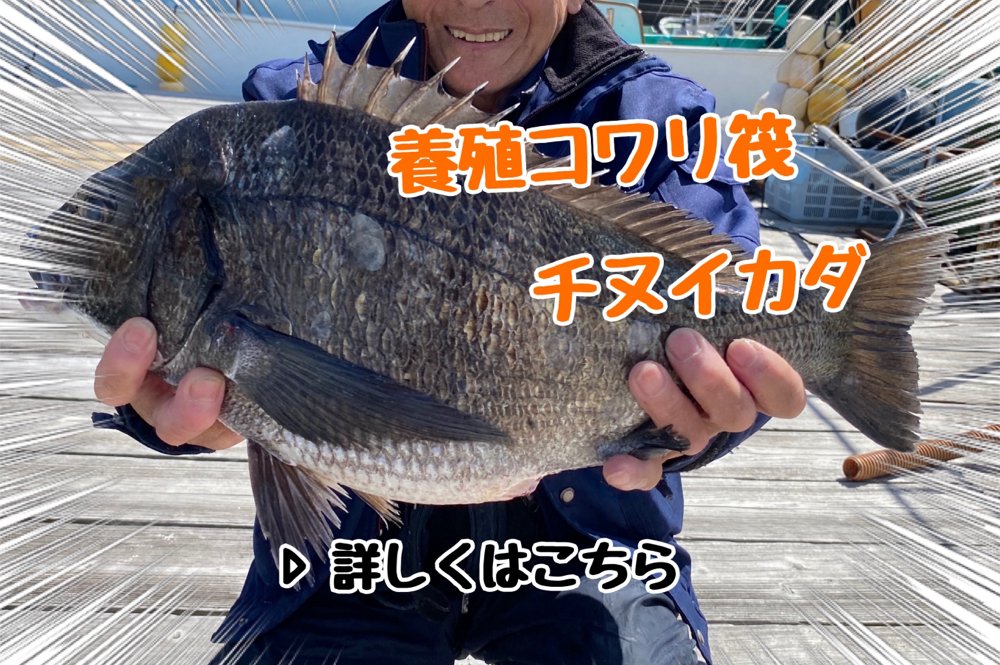 三重県 釣り船「光栄丸」 - 光栄丸 公式ホームページ