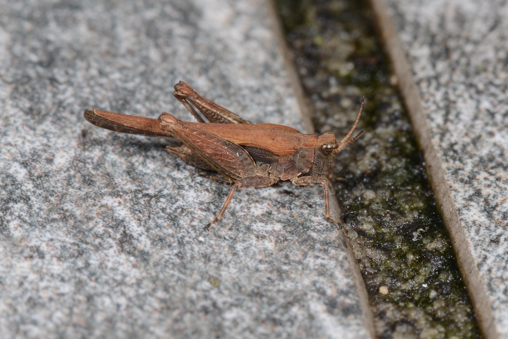 Säbel-Dornschrecke, rotbraune Färbung, mit langem, den Hinterleib weit überragenden Dorn. NSG Ilmenau-Luhe-Niederung, 12. September 2019, ©: D. Westphal