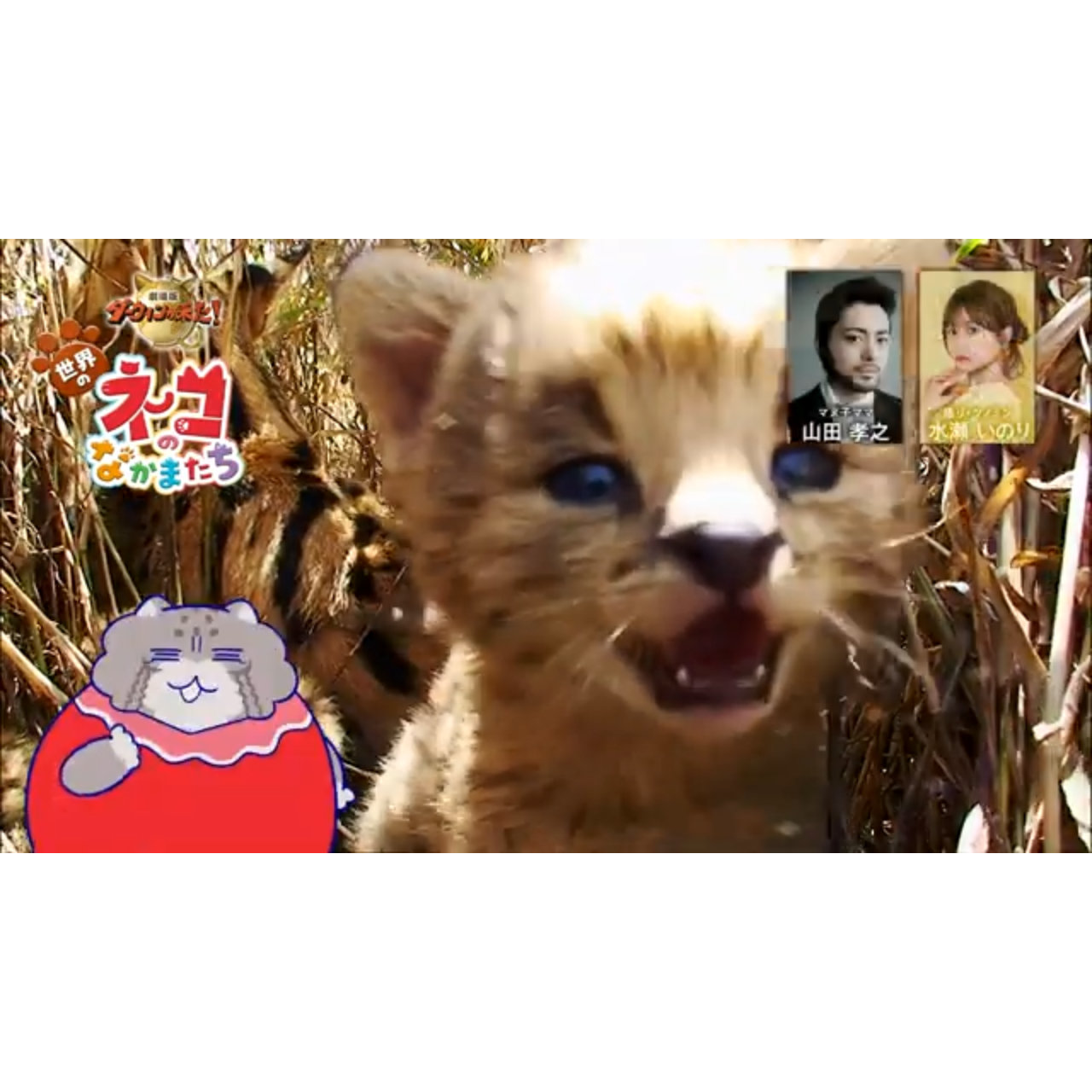 山田孝之、「それぞれの魅力があるから、アタシには選べないわねえ」『劇場版ダーウィンが来た！世界のネコのなかまたち』特報