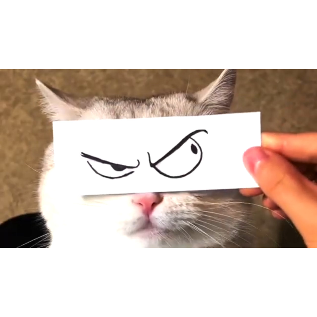 猫を大画面で堪能！ついでに猫助け『CatVideoFest』予告編