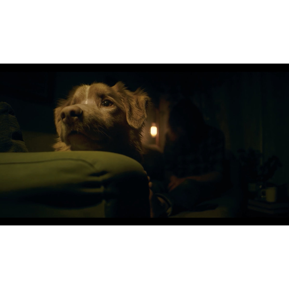 イヌのご主人様から血が滴る…『GOOD BOY／グッド・ボーイ』本編冒頭シーン
