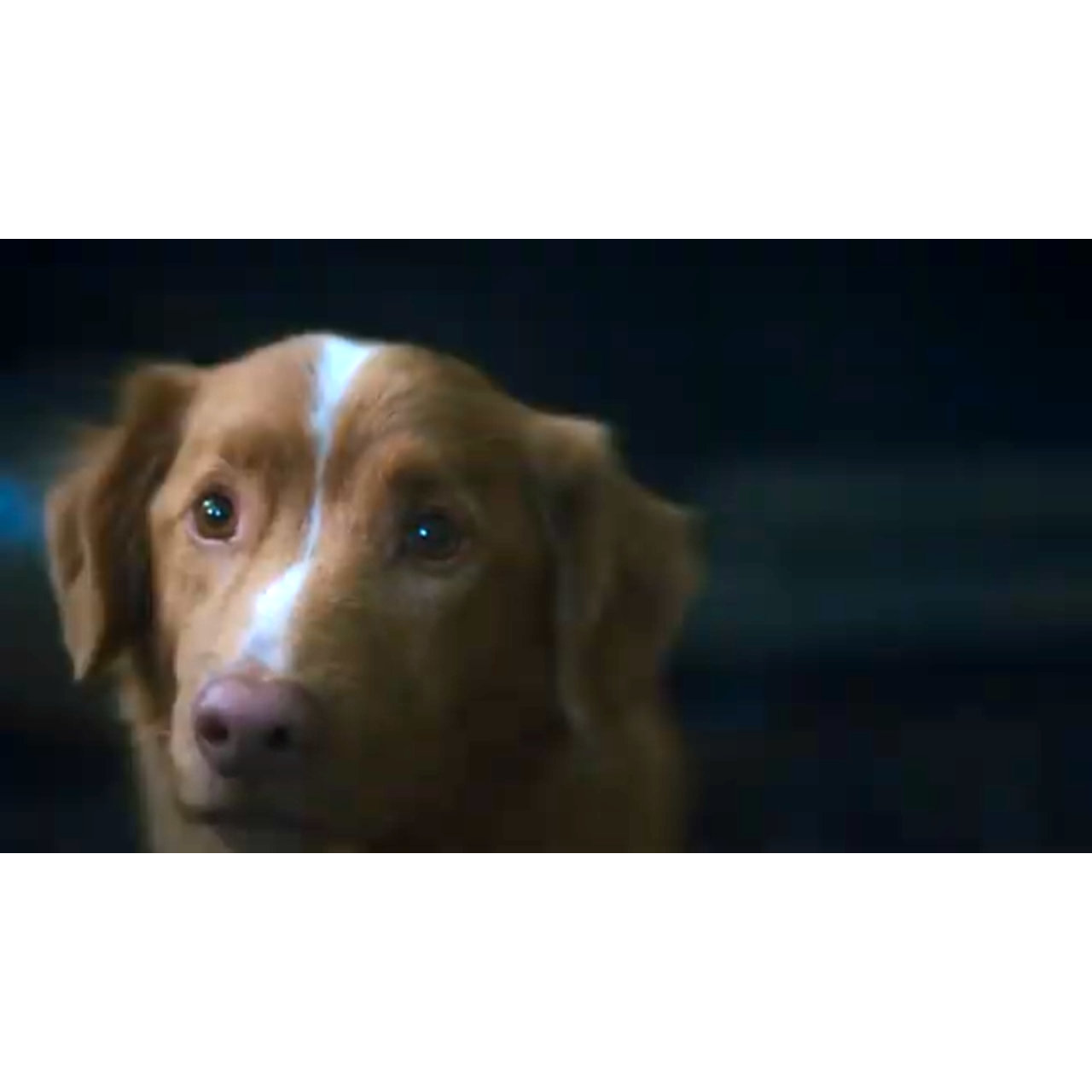 イヌ目線だからこその没入感ホラー『GOOD BOY／グッド・ボーイ』特報