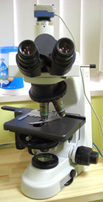 歯周病菌を高解像度の位相差顕微鏡にて観察
