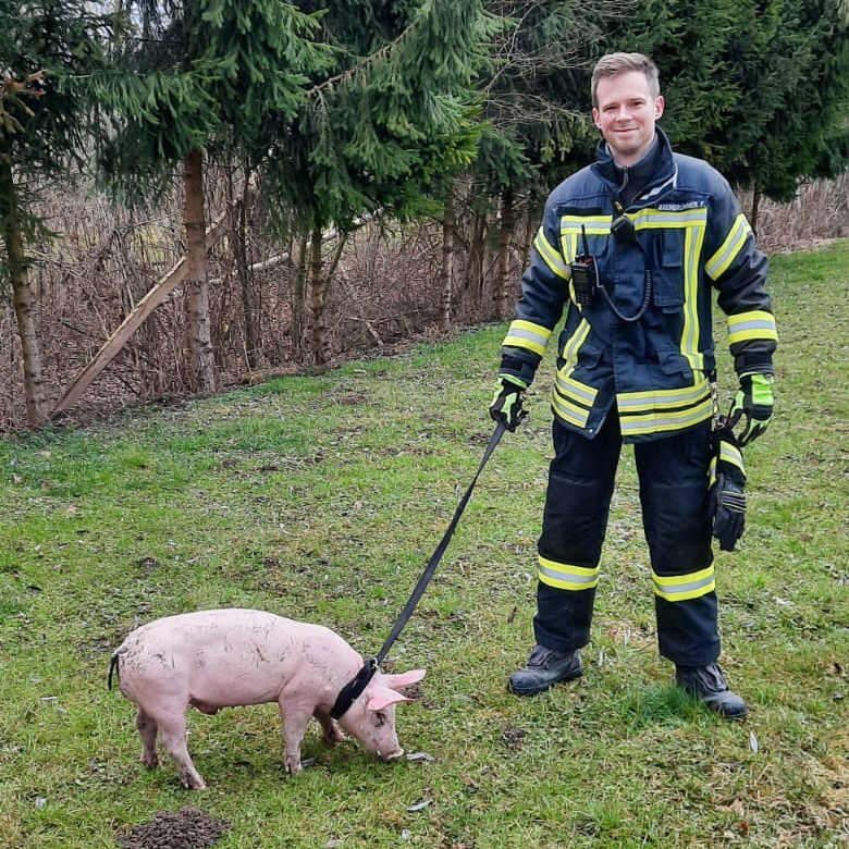 Freilaufendes Schwein im Ortsgebiet