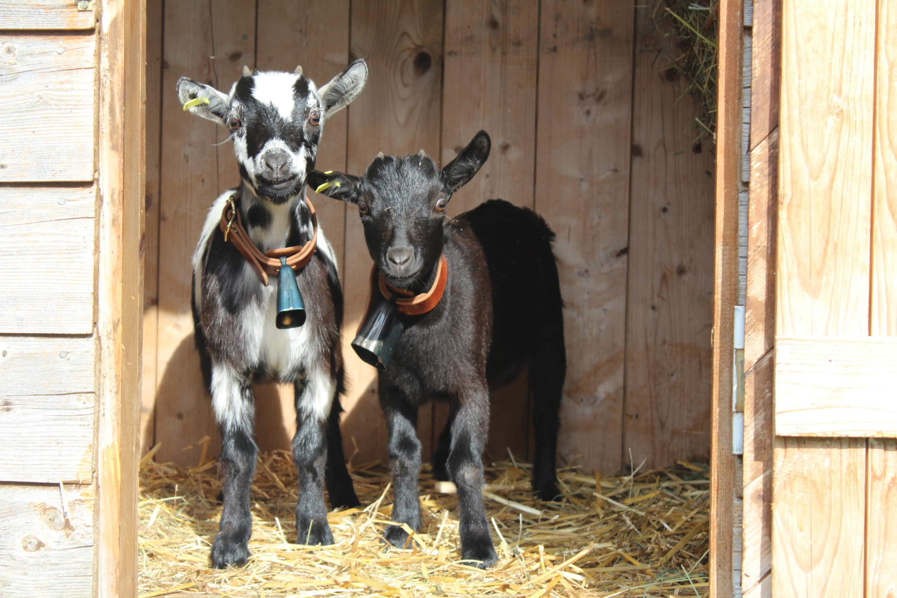 Lotti und Lilli