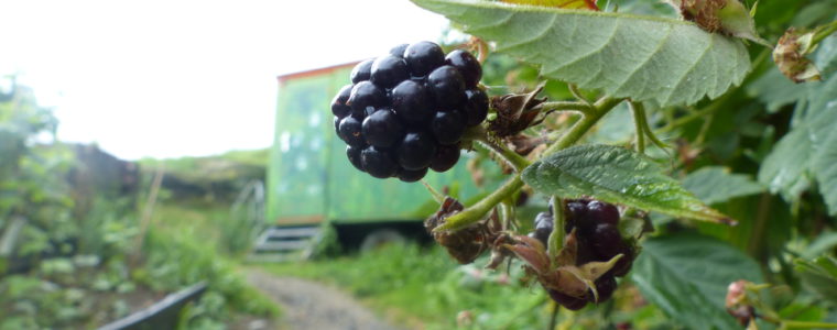 struppenkochblogs Webseite!