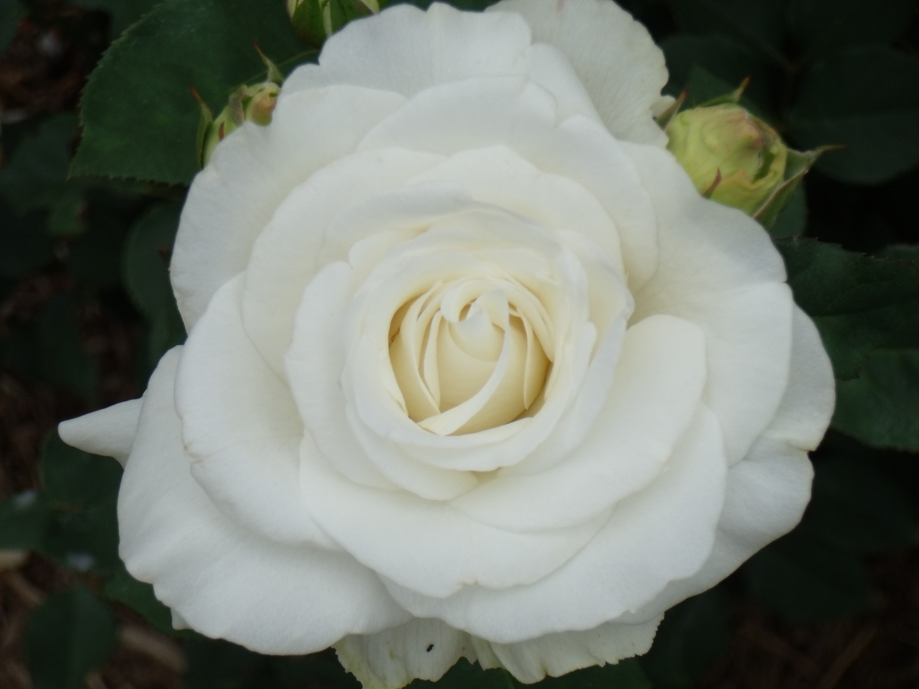 2308-3 手のひら巾着サシェ 香り袋 綿麻 レース ローズ刺繍 ブルー