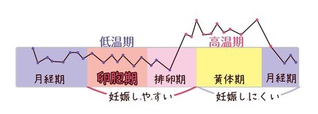 妊娠しやすい,低温期,不妊治療,イヌイ薬局