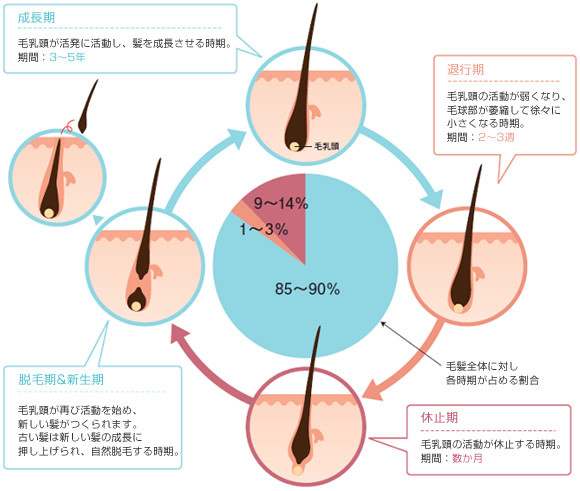 髪の毛の基礎知識 井口理容館 落ち着いた時間を過ごせる 掛川市の床屋さん 髪の毛の基礎知識 井口理容館 落ち着いた時間を過ごせる 掛川市の床屋さん