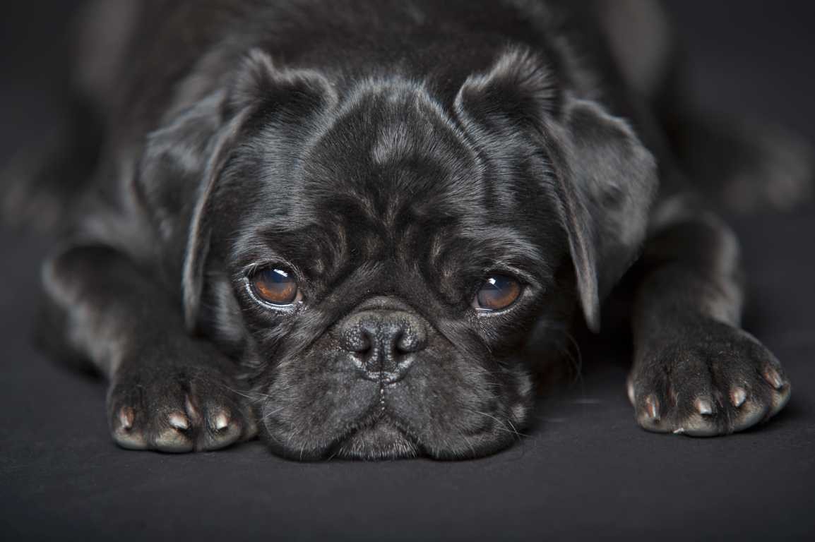 Der Mops Gesunde,freiatmende,agile,altdeutsche Möpse und Französische