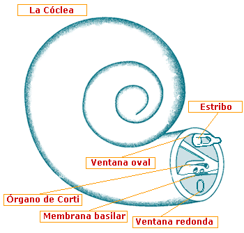 La cóclea