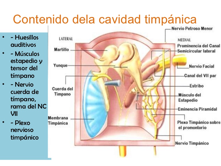 Oído medio. Cavidad timpánica.