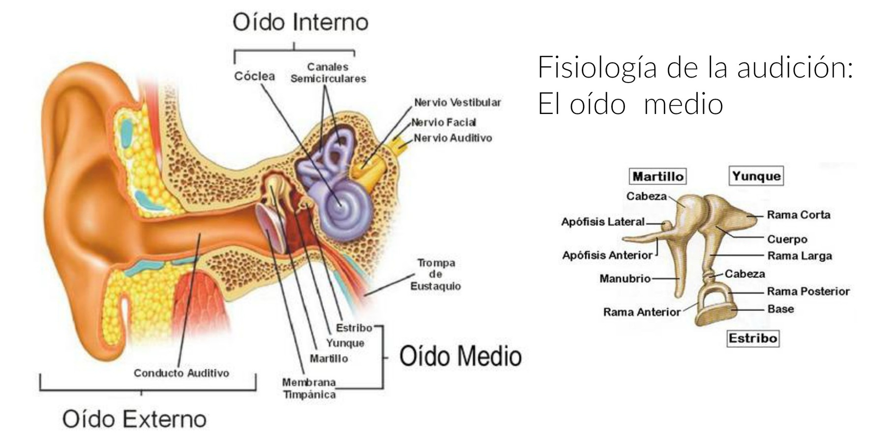 Fisiología de la audición oído medio Centro Auditivo Cuenca, audífonos Valencia